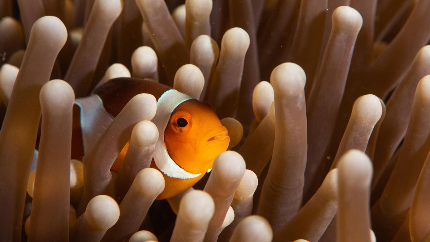 L'École de l'Océan