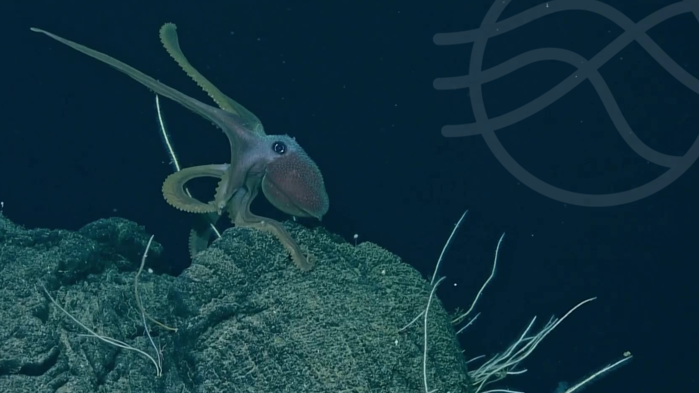 Ocean School – Marine Protection in Canada (ages 10–17)