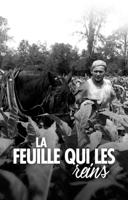 La feuille qui brise les reins