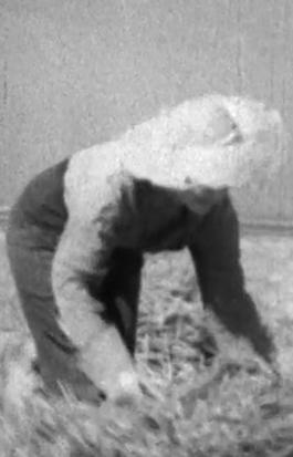 Battle of the Harvests