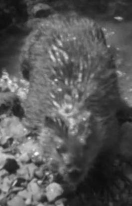 New Homes for Beavers