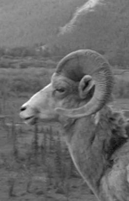 Animal Stories