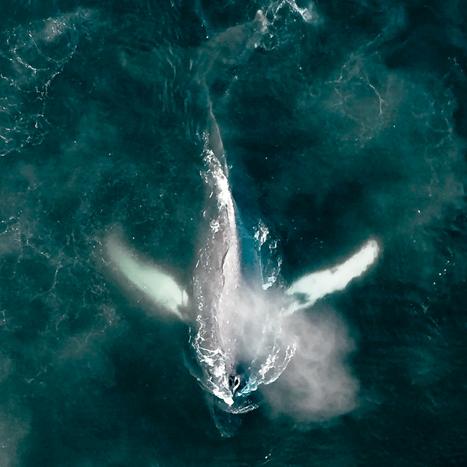 The Whale and the Raven