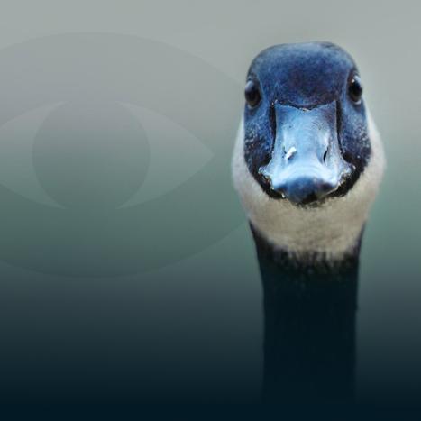 Visionnez canadien en classe !