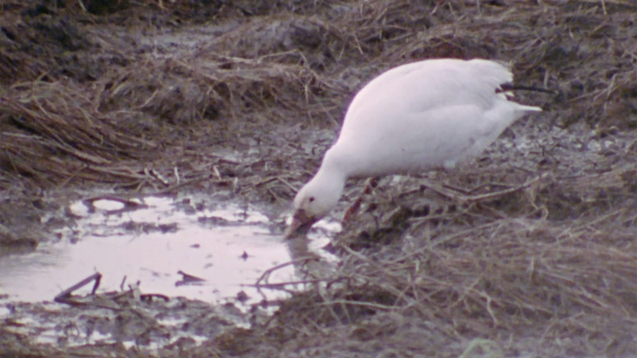 Hinterland Who's Who: The Greater Snow Goose
