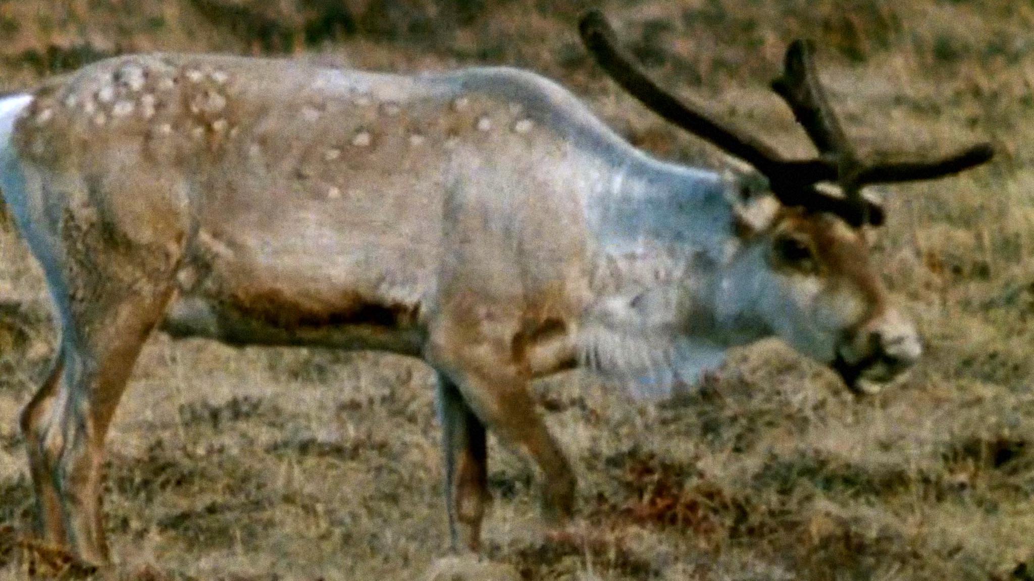 Caribou of Northern Canada