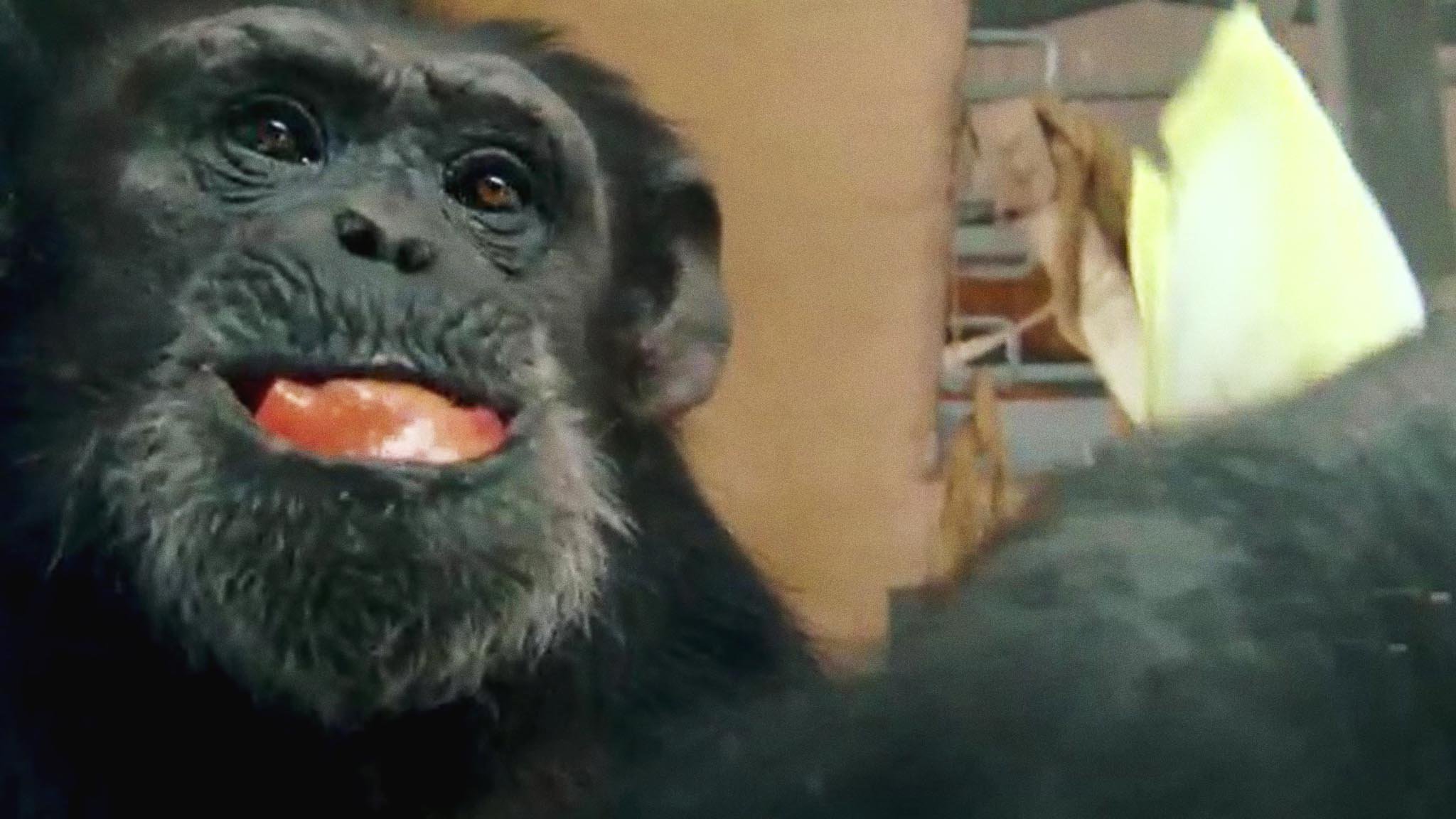 Humanima - Le juste retour