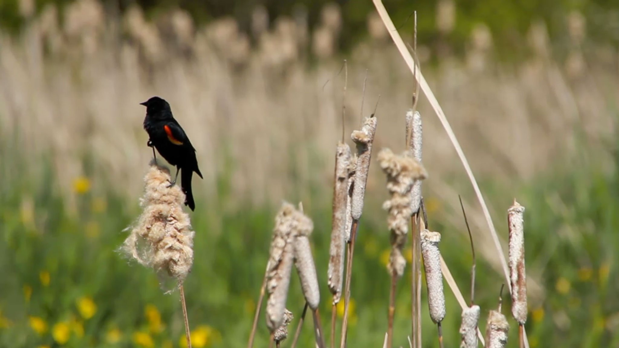 To Fall Among the Cattails