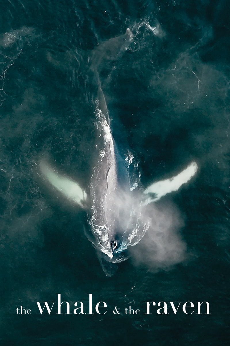 The Whale and the Raven by Mirjam Leuze - NFB