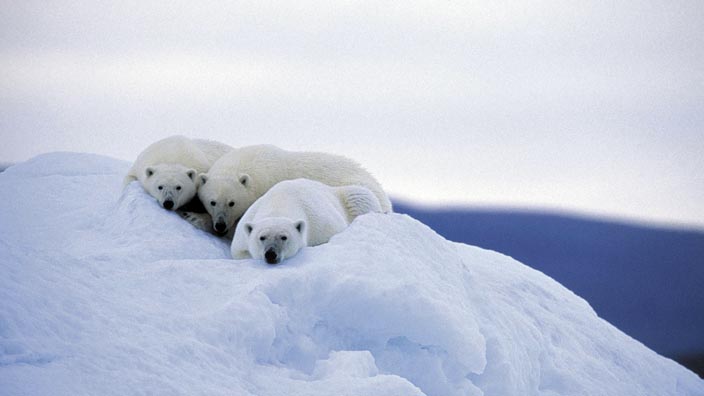 Les seigneurs de l'Arctique