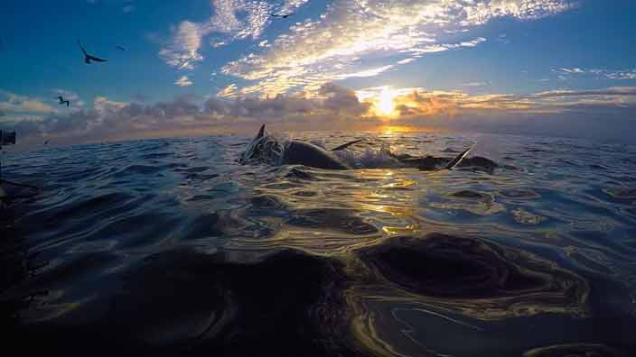 Bluefin